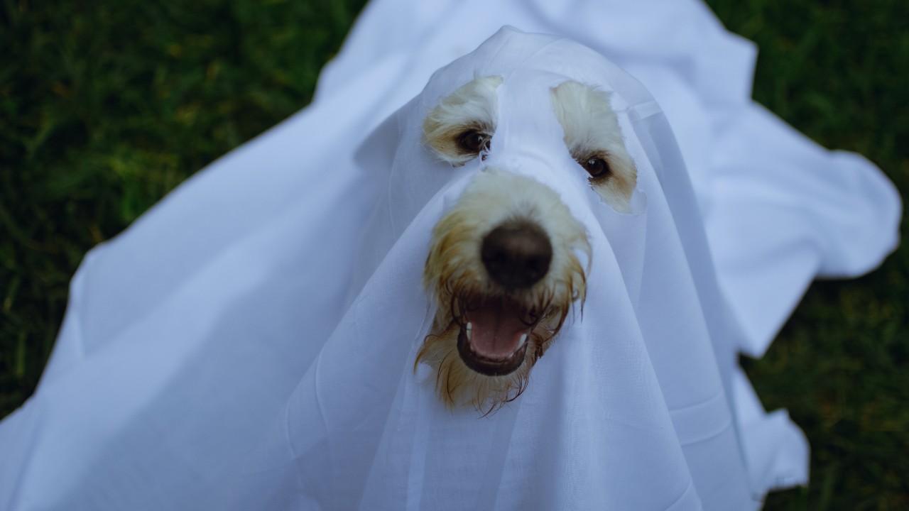 ¿Es malo disfrazar a tu perrito en Halloween?